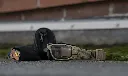 wx-lynx-1501T-8.webp